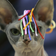 Image for article titled Adopting a Cat Is Chic Now So Please Ask Me About My Cat